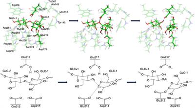 A Case Study of the Glycoside Hydrolase Enzyme Mechanism Using an Automated QM-Cluster Model Building Toolkit